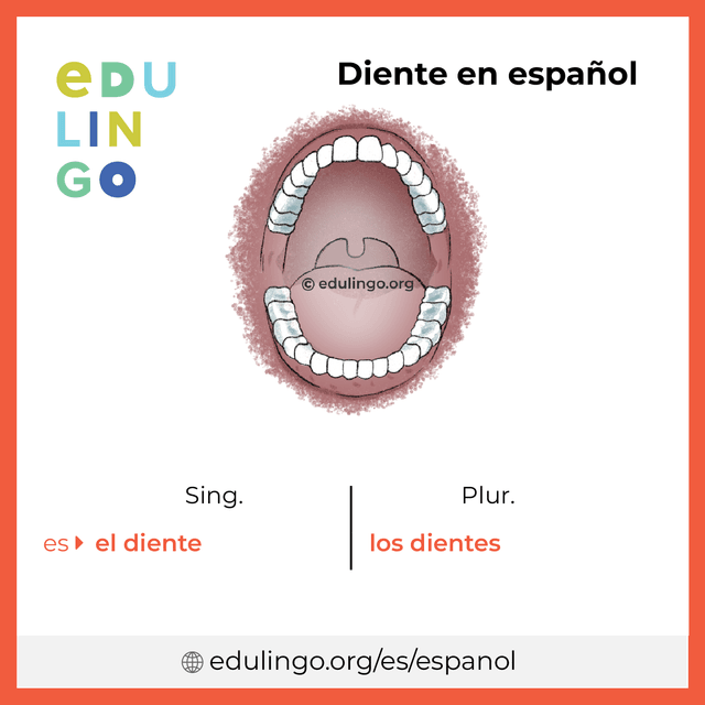Imagen de vocabulario Diente en español con singular y plural para descargar e imprimir