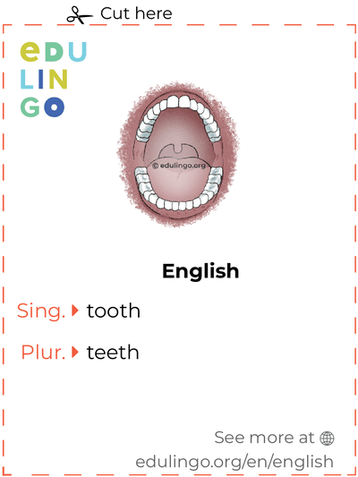 Tooth in English vocabulary flashcard for printing, practicing and learning
