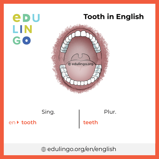 Tooth in English vocabulary picture with singular and plural for download and printing