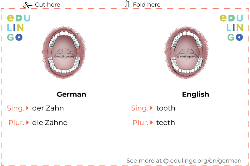 Tooth in German vocabulary flashcard for printing, practicing and learning