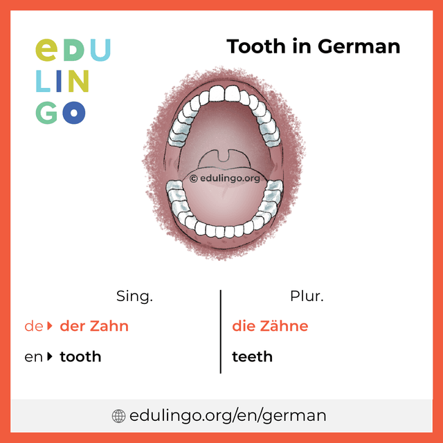 Tooth in German vocabulary picture with singular and plural for download and printing