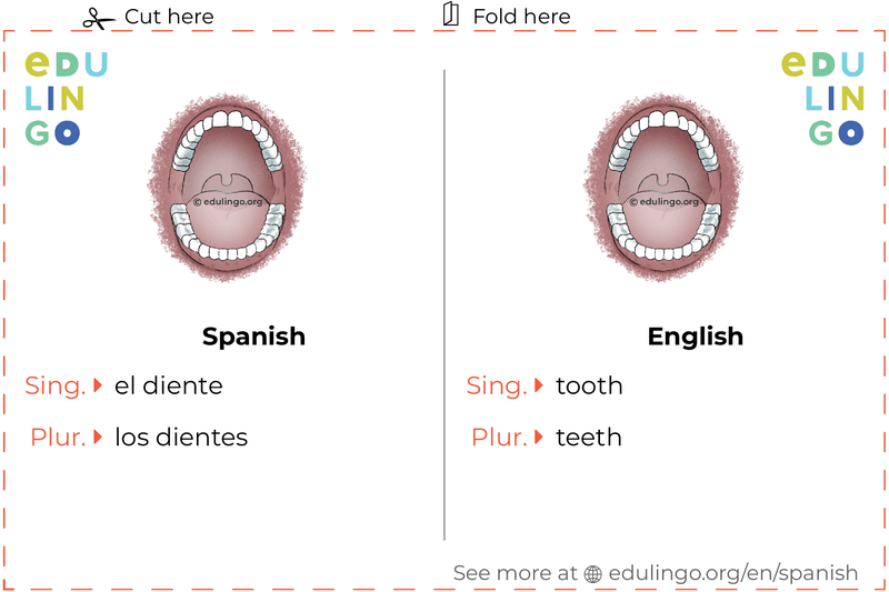 Tooth in Spanish vocabulary flashcard for printing, practicing and learning