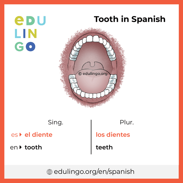 Tooth in Spanish vocabulary picture with singular and plural for download and printing