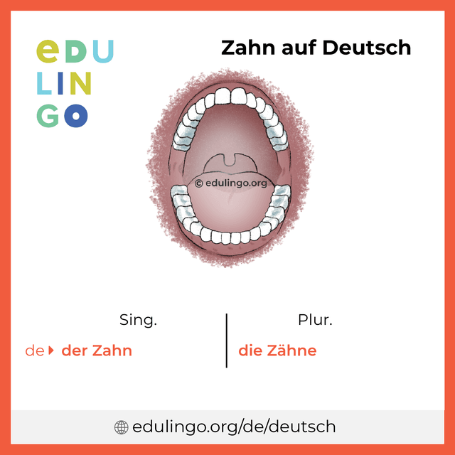 Zahn auf Deutsch Vokabelbild mit Singular und Plural zum Herunterladen und Ausdrucken