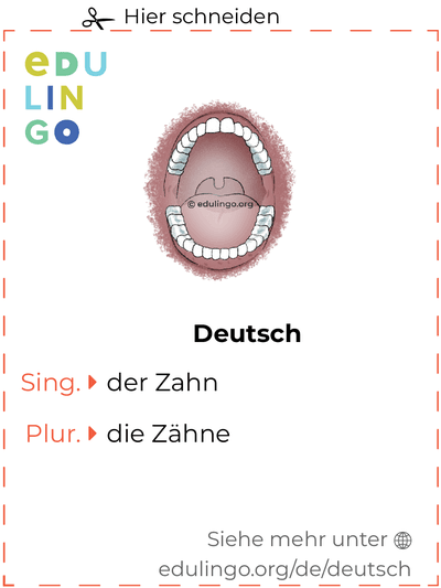 Zahn auf Deutsch Vokabelkartei zum Ausdrucken, Üben und Lernen