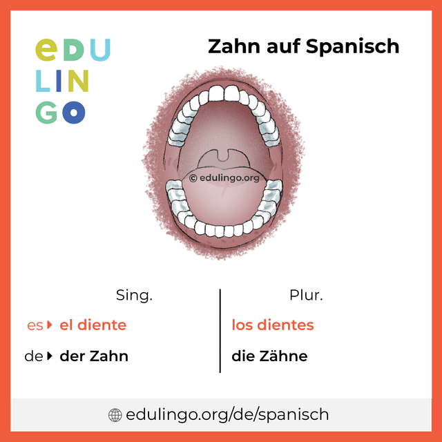 Zahn auf Spanisch Vokabelbild mit Singular und Plural zum Herunterladen und Ausdrucken