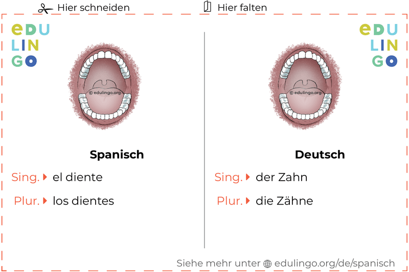 Zahn auf Spanisch Vokabelkartei zum Ausdrucken, Üben und Lernen