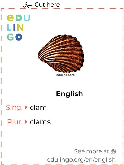 Clam in English vocabulary flashcard for printing, practicing and learning