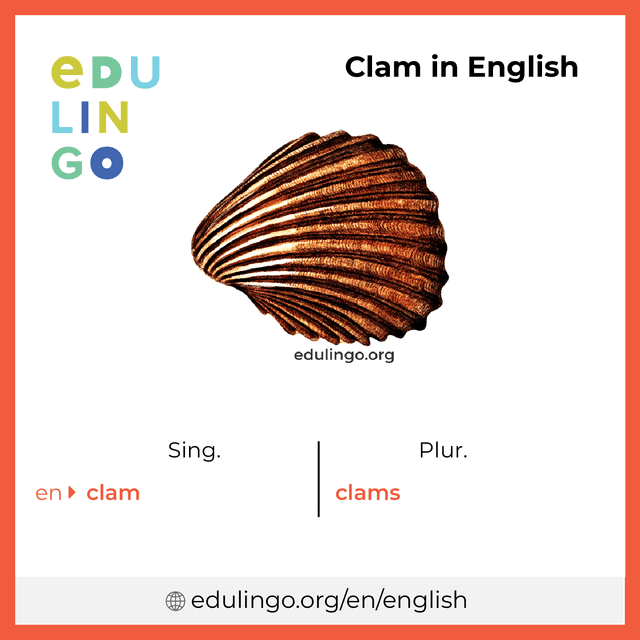 Clam in English vocabulary picture with singular and plural for download and printing