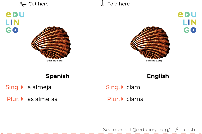 Clam in Spanish vocabulary flashcard for printing, practicing and learning