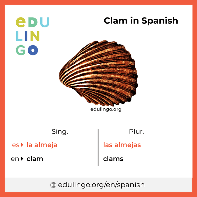 Clam in Spanish vocabulary picture with singular and plural for download and printing