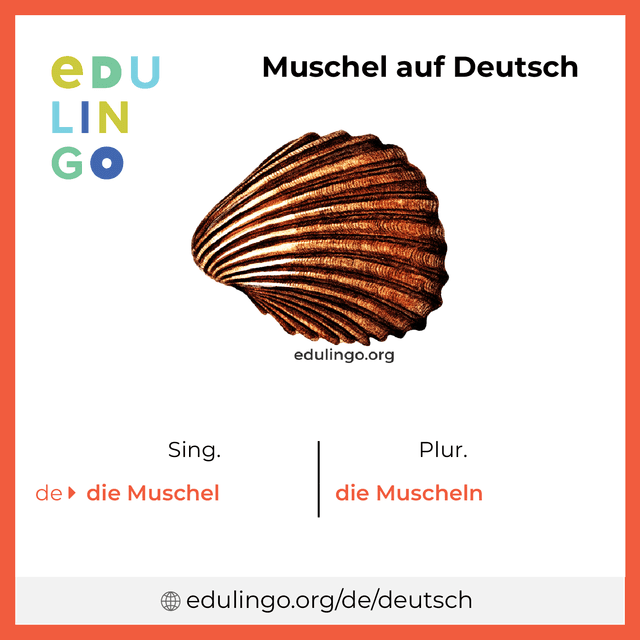 Muschel auf Deutsch Vokabelbild mit Singular und Plural zum Herunterladen und Ausdrucken