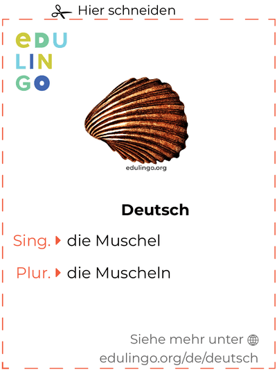 Muschel auf Deutsch Vokabelkartei zum Ausdrucken, Üben und Lernen