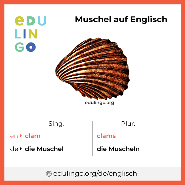 Muschel auf Englisch Vokabelbild mit Singular und Plural zum Herunterladen und Ausdrucken