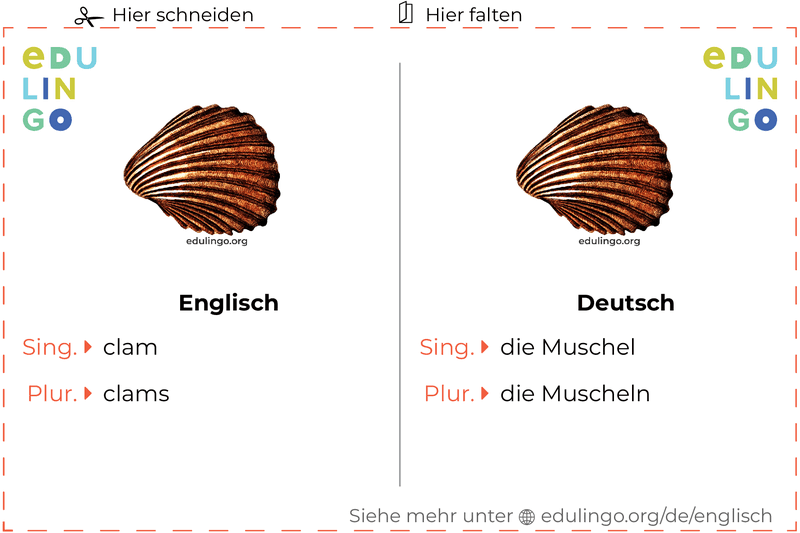 Muschel auf Englisch Vokabelkartei zum Ausdrucken, Üben und Lernen