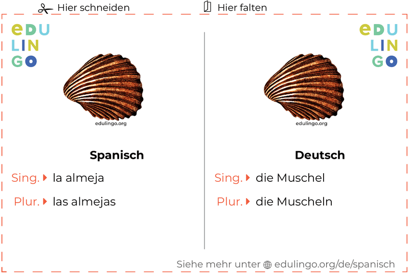 Muschel auf Spanisch Vokabelkartei zum Ausdrucken, Üben und Lernen