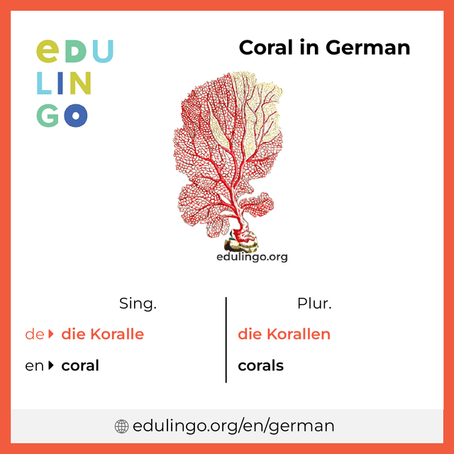 Coral in German vocabulary picture with singular and plural for download and printing