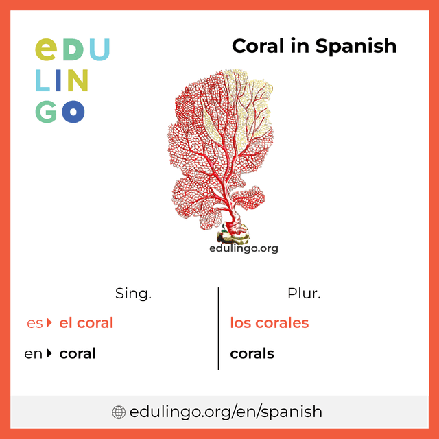 Coral in Spanish vocabulary picture with singular and plural for download and printing