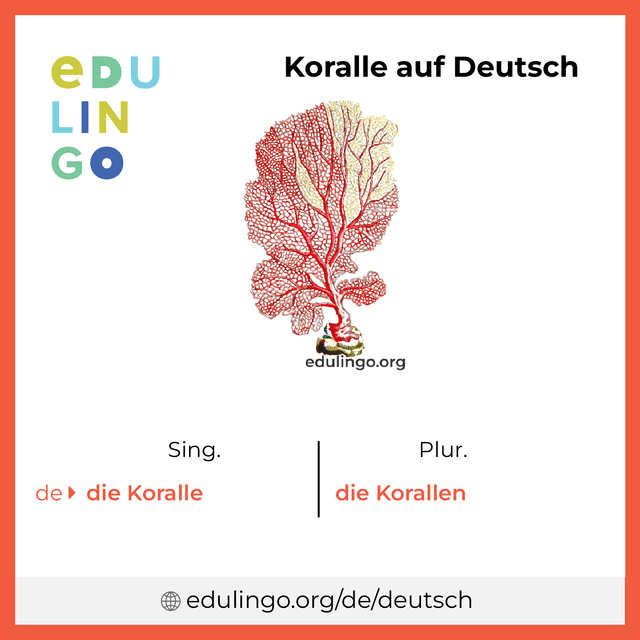 Koralle auf Deutsch Vokabelbild mit Singular und Plural zum Herunterladen und Ausdrucken