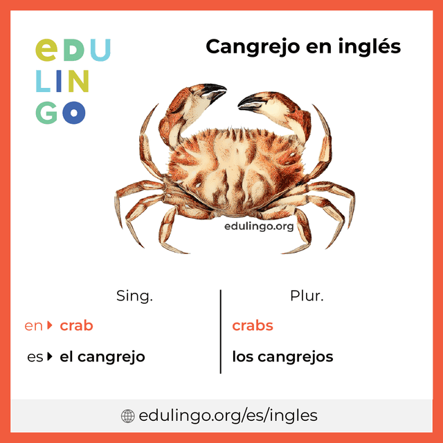 Imagen de vocabulario Cangrejo en inglés con singular y plural para descargar e imprimir