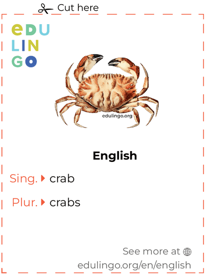 Crab in English vocabulary flashcard for printing, practicing and learning