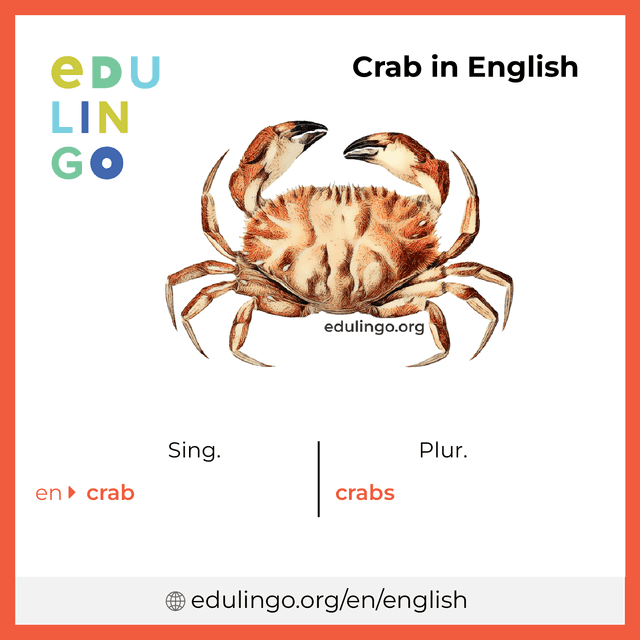 Crab in English vocabulary picture with singular and plural for download and printing