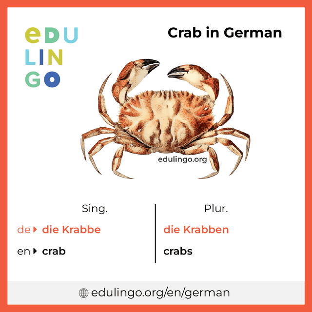 Crab in German vocabulary picture with singular and plural for download and printing