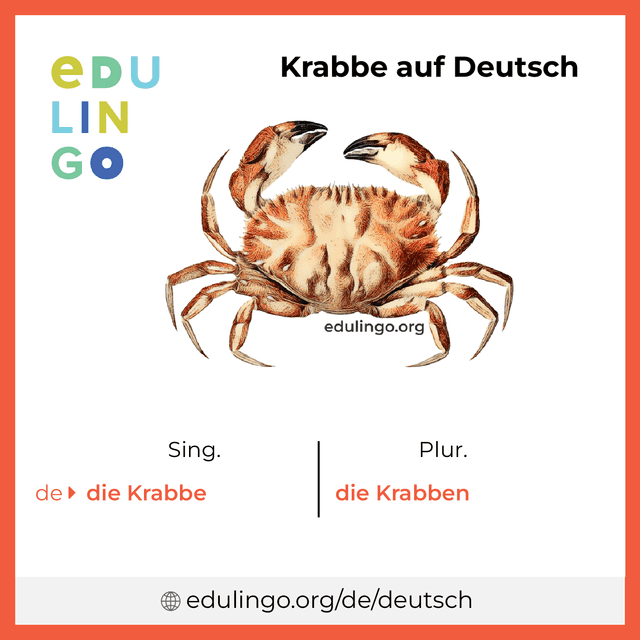 Krabbe auf Deutsch Vokabelbild mit Singular und Plural zum Herunterladen und Ausdrucken