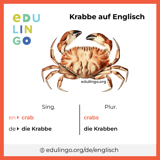 Krabbe auf Englisch Vokabelbild mit Singular und Plural zum Herunterladen und Ausdrucken