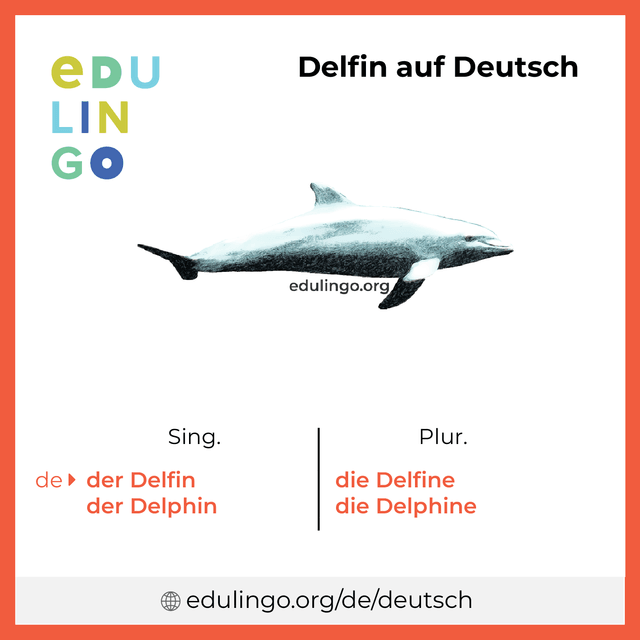 Delfin auf Deutsch Vokabelbild mit Singular und Plural zum Herunterladen und Ausdrucken