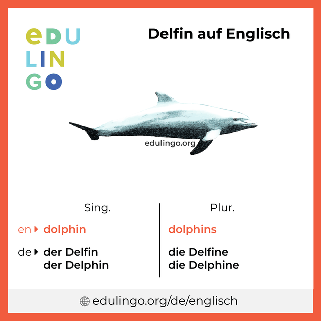 Delfin auf Englisch Vokabelbild mit Singular und Plural zum Herunterladen und Ausdrucken