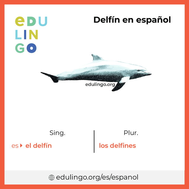 Imagen de vocabulario Delfín en español con singular y plural para descargar e imprimir