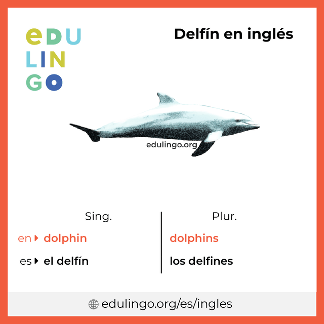 Imagen de vocabulario Delfín en inglés con singular y plural para descargar e imprimir