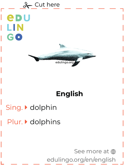 Dolphin in English vocabulary flashcard for printing, practicing and learning