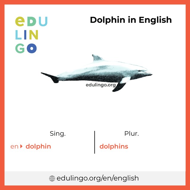 Dolphin in English vocabulary picture with singular and plural for download and printing