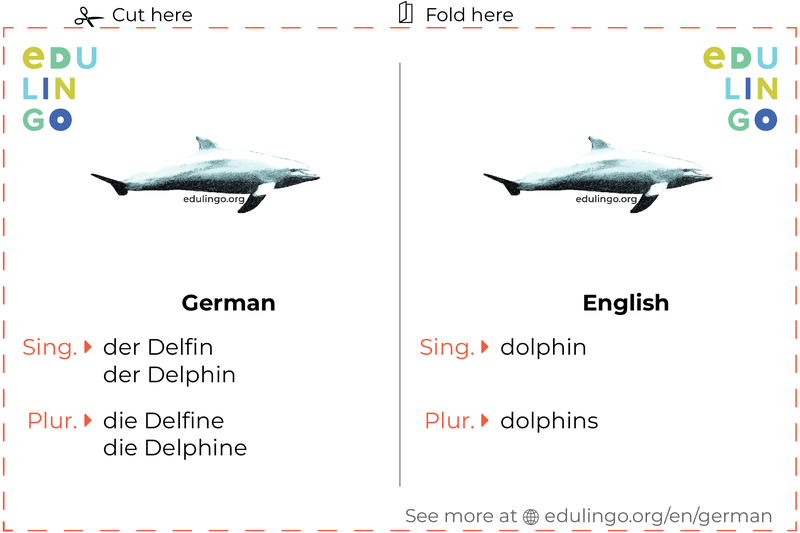 Dolphin in German vocabulary flashcard for printing, practicing and learning