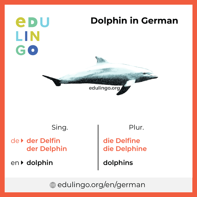 Dolphin in German vocabulary picture with singular and plural for download and printing