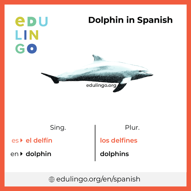 Dolphin in Spanish vocabulary picture with singular and plural for download and printing