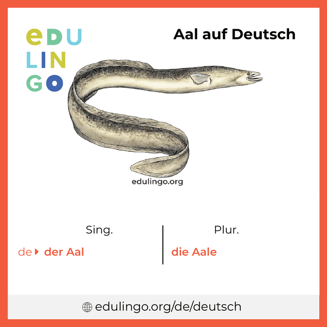 Aal auf Deutsch Vokabelbild mit Singular und Plural zum Herunterladen und Ausdrucken