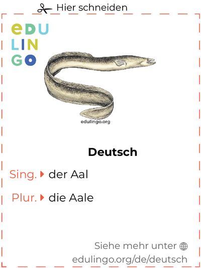 Aal auf Deutsch Vokabelkartei zum Ausdrucken, Üben und Lernen