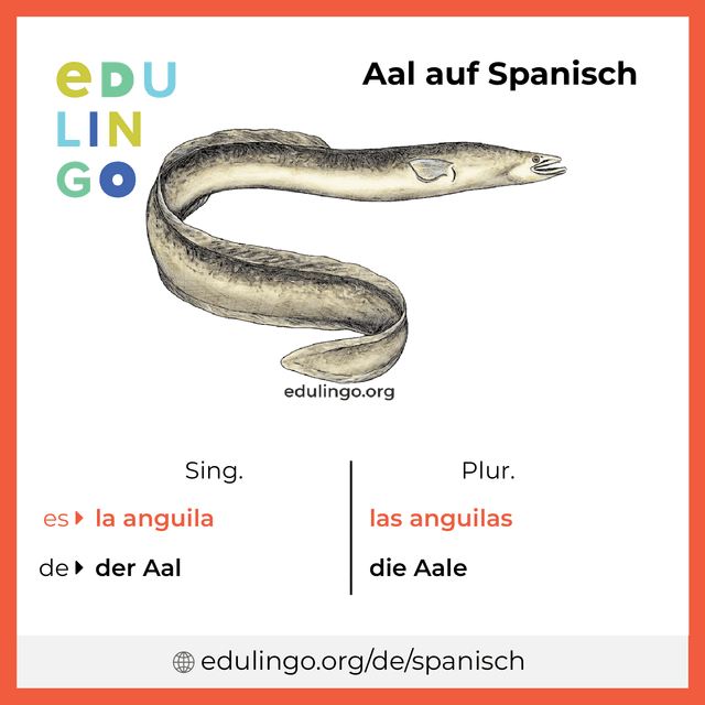 Aal auf Spanisch Vokabelbild mit Singular und Plural zum Herunterladen und Ausdrucken