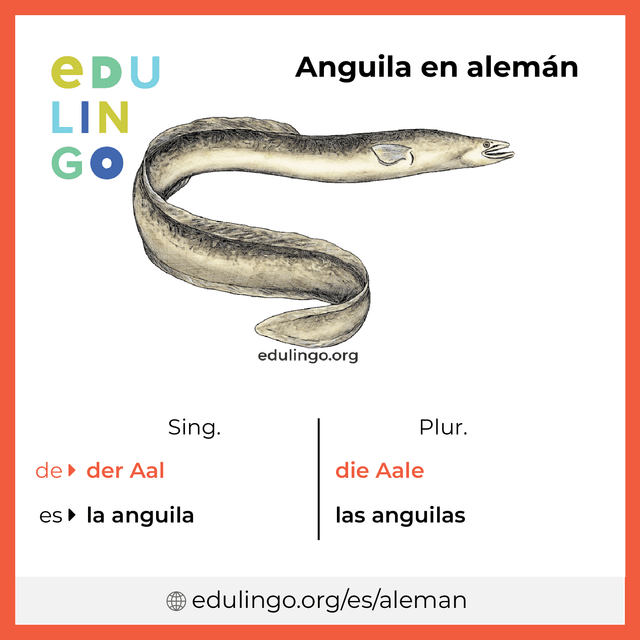Imagen de vocabulario Anguila en alemán con singular y plural para descargar e imprimir