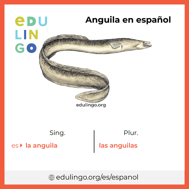 Imagen de vocabulario Anguila en español con singular y plural para descargar e imprimir