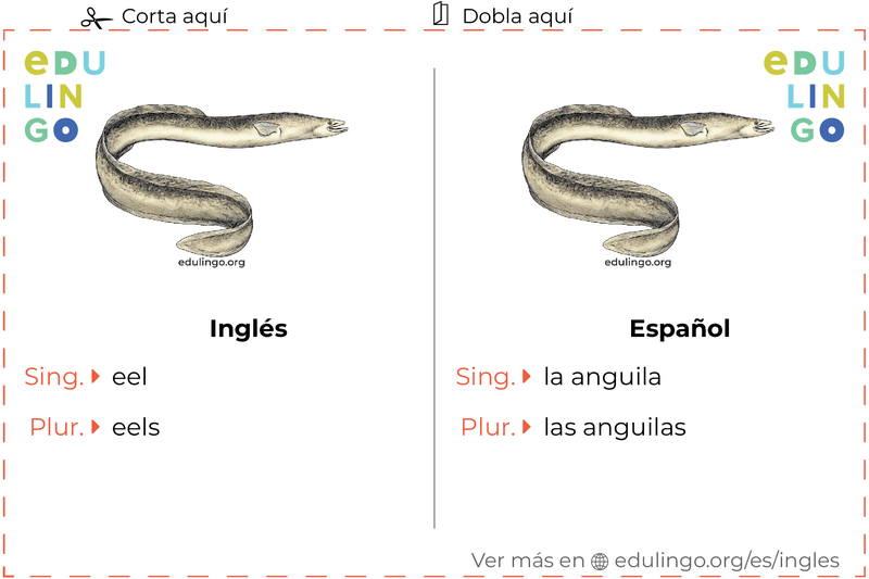 Ficha de Vocabulario Anguila en inglés para imprimir, practicar y aprender