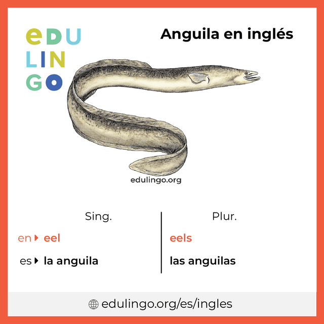 Imagen de vocabulario Anguila en inglés con singular y plural para descargar e imprimir