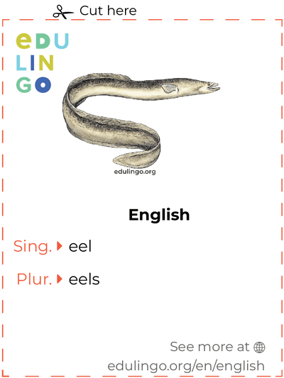 Eel in English vocabulary flashcard for printing, practicing and learning