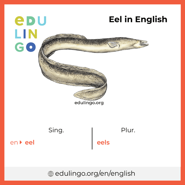 Eel in English vocabulary picture with singular and plural for download and printing