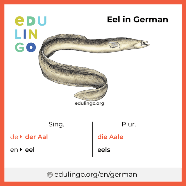Eel in German vocabulary picture with singular and plural for download and printing