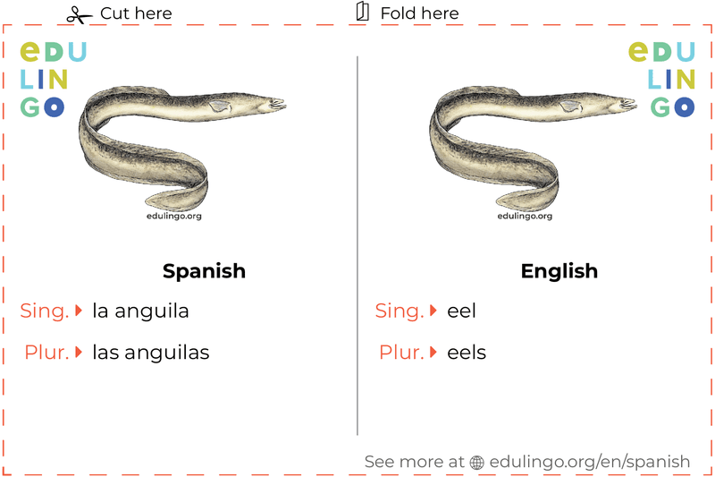Eel in Spanish vocabulary flashcard for printing, practicing and learning