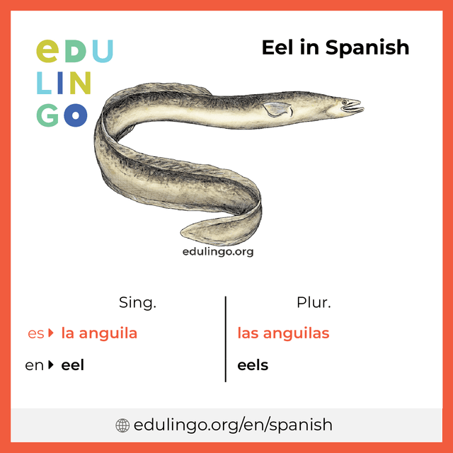 Eel in Spanish vocabulary picture with singular and plural for download and printing